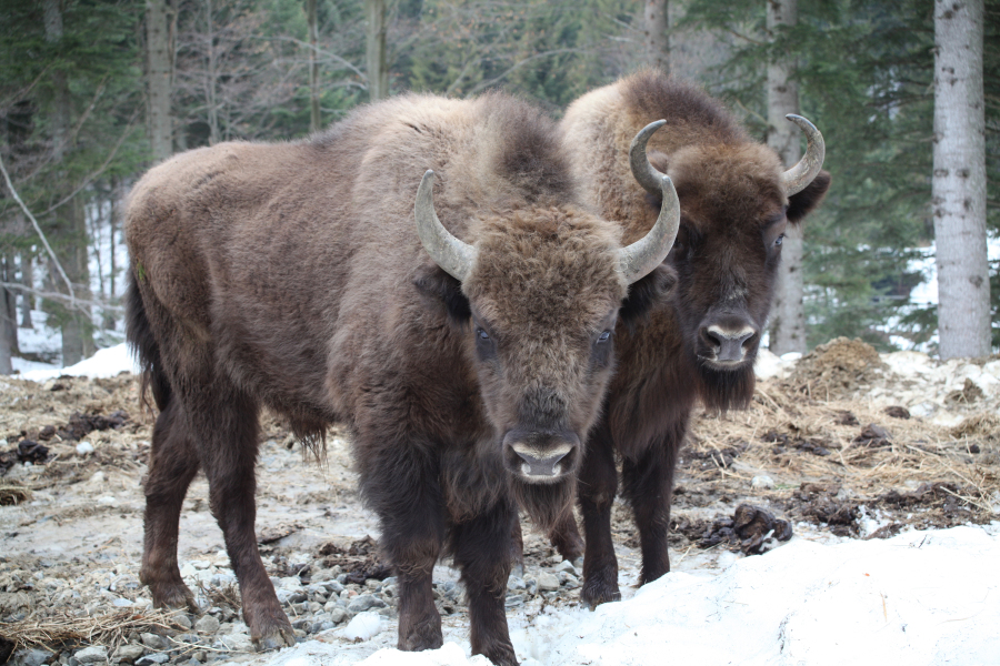 Die Fauna in Bieszczady